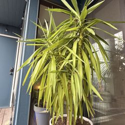 Full grown yucca tree