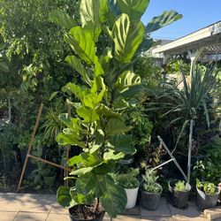 Fiddle Leaf Fig