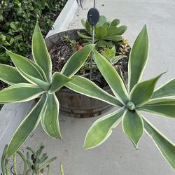  3/4 Different  Kind Of Succulents.. In a Barrel..$60.00