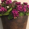Ann Flowers