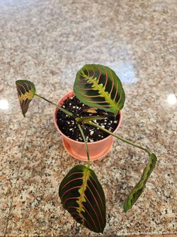 Maranta "Red Prayer" (Peach pot-A)