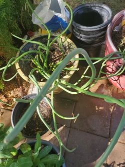 ready to transplant.