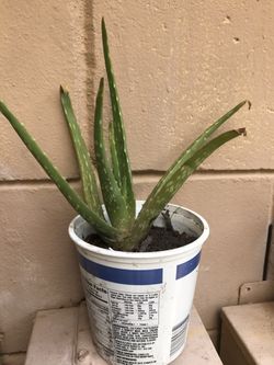 Aloe Vera Plants Sacculents Cactus Edible Healthy Plant