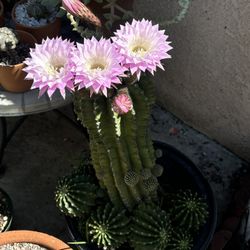 Succulent Collection (Individual Plants For Sale)