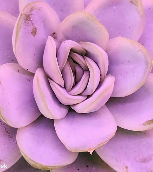 Echeveria Arctic Ice