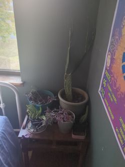Well loved houseplants
