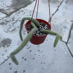 6” Monkey Tail Cactus W/4 New Pups
