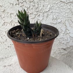 6 Inch Pot Succulent Plant - Haworthiopsis Coarctata - Tiger's Tooth Aloe - Rooted & Established - Drought Resistant 🪴 