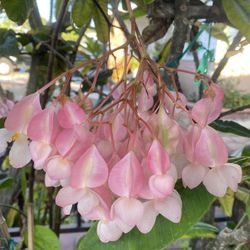 Angel Wing Blooming Small  Morning Sun Or Shade Plant, The First Pic Is Sample Only