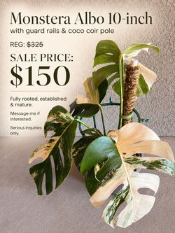 Monstera Albo Plant - 10inch