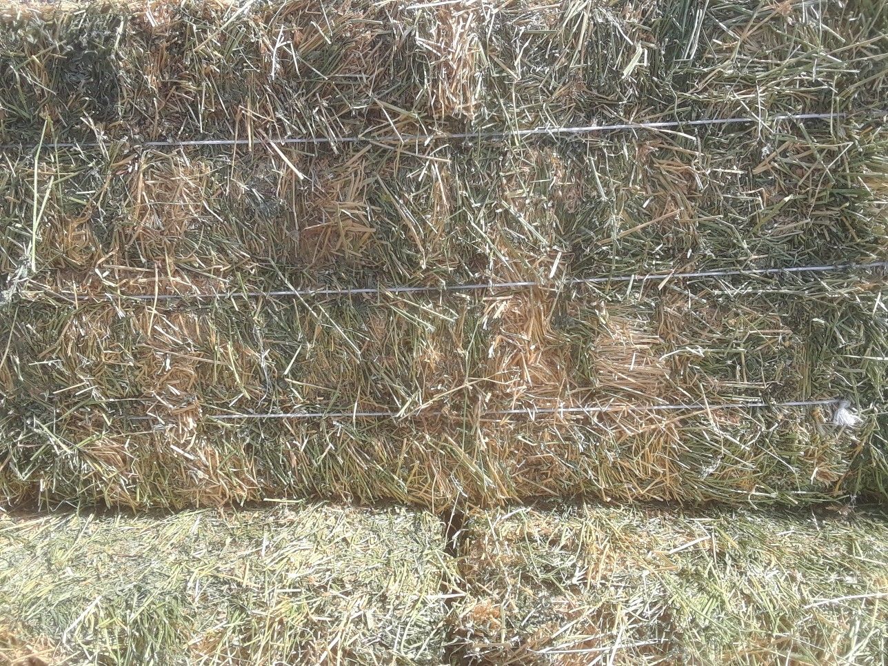Alfalfa hay bales