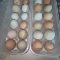 Fresh Free Range Eggs 