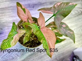 Syngonium Red spot