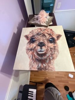 Llama picture