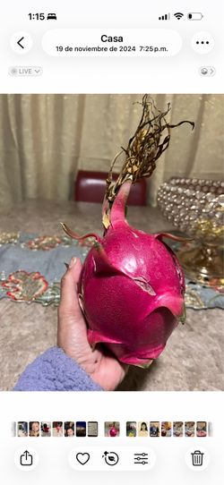 Plantas de la fruta del dragón.. es la muestra de la fruta