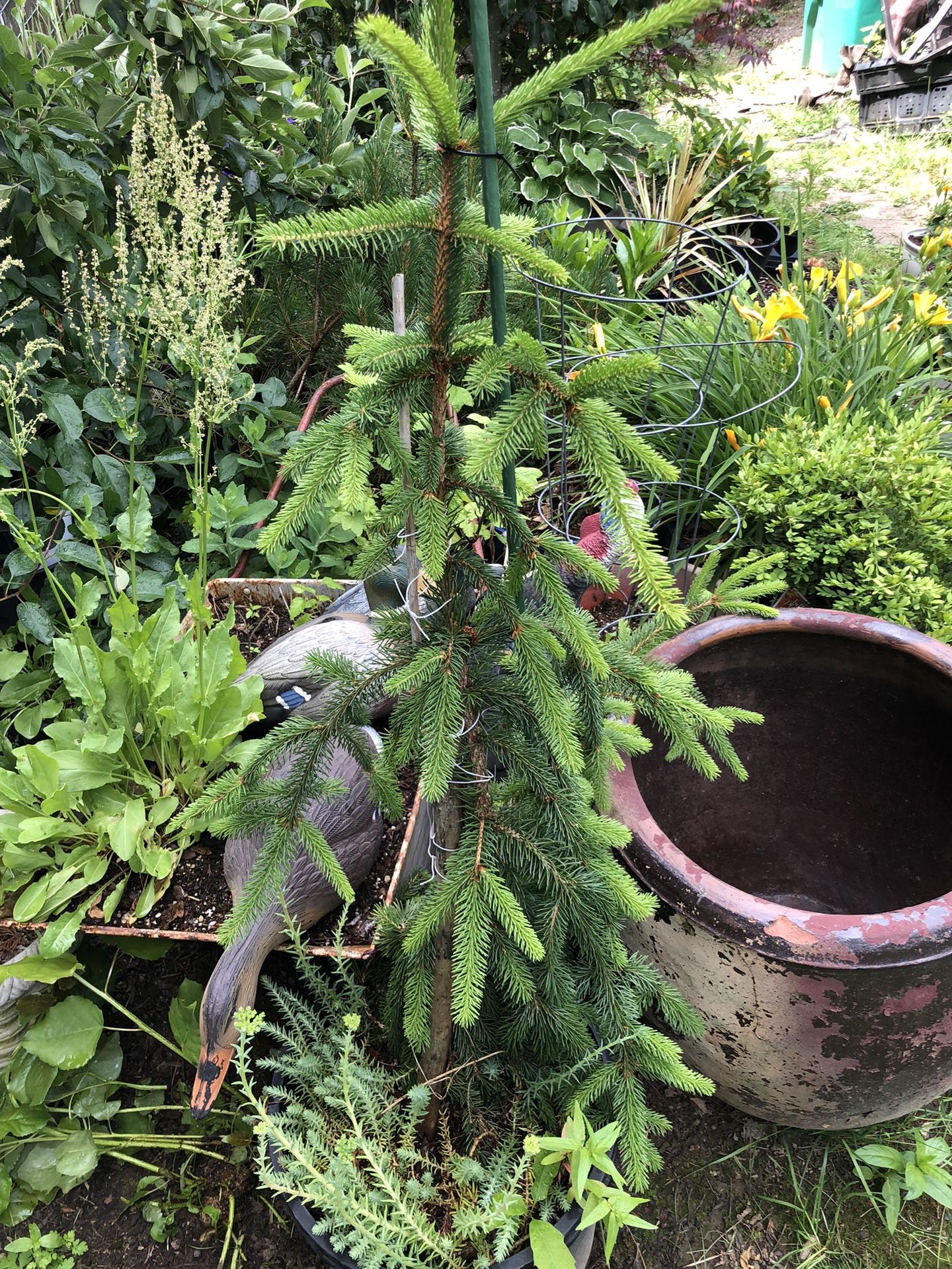 Weeping Norway Spruce