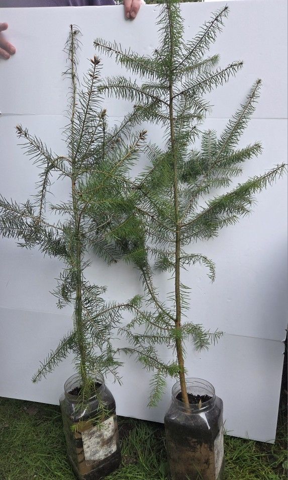 Spruce tree 5-6 f 4y old