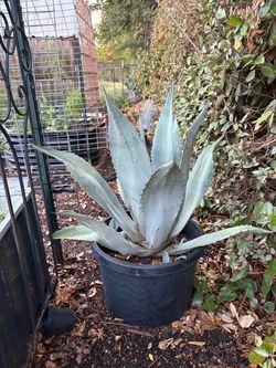 Large blue Agave /Fall Sale!