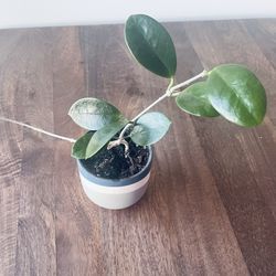 Hoya australis in 2" clay pot