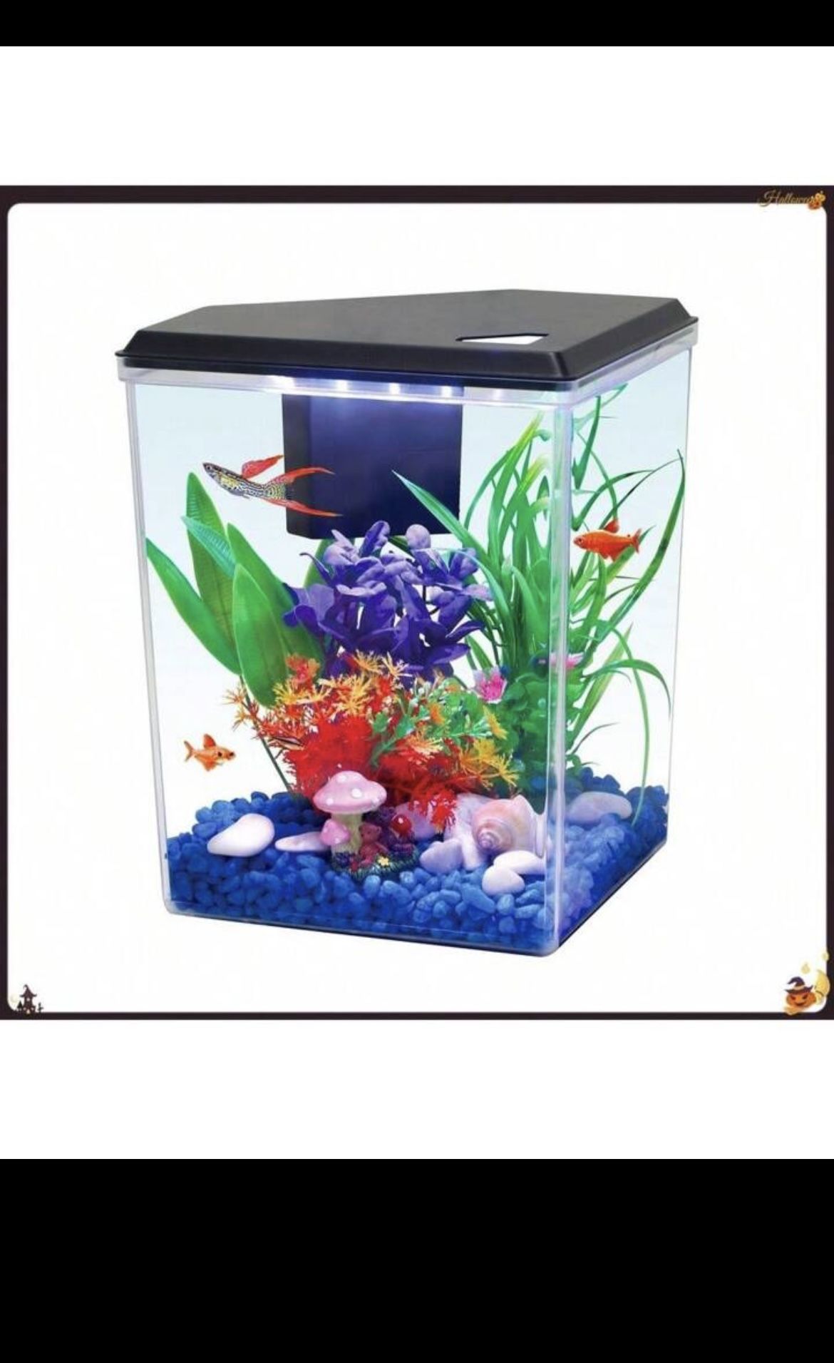 2.5g Aquarium, filter and light