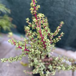 Portulaca Variegada Elephant Rainbow Succulent Plant, In 1 Gallon Pot Pick  Up Only