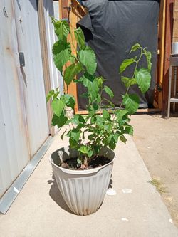 Arbol de mora de venta. Mulberry fruit tree for sale