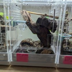 Crested Gecko Enclosure For Sale