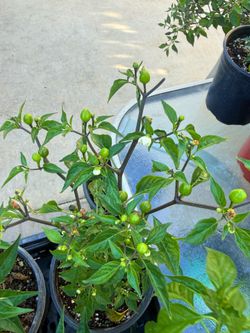 🌶️ Chiltepin Chili Pepper Plant – 1 Gallon 🌶️super spicy / bird eye chili pepper