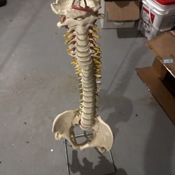 Anatomical Spine Model Medical Office Large Detailed Model 