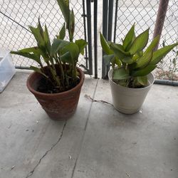 Plants For Sale