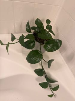 Pothos plant medium size