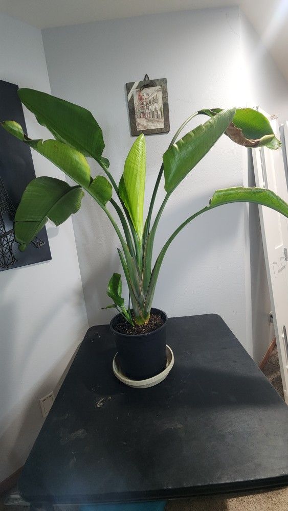 Plant - Bird Of Paradise