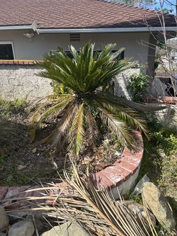 Sago Palm