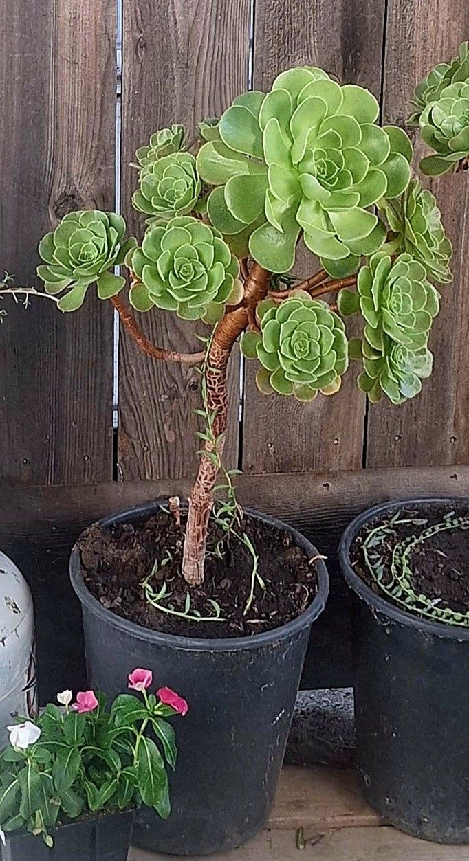 Suculenta 24" Pulgadas De Altura