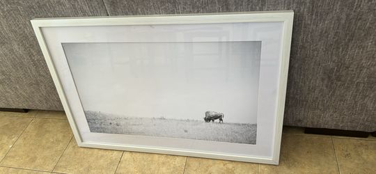 Framed Bison Picture