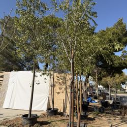 Árbol De Botella/bottle Tree 🌳 24 Y 15 Galones 