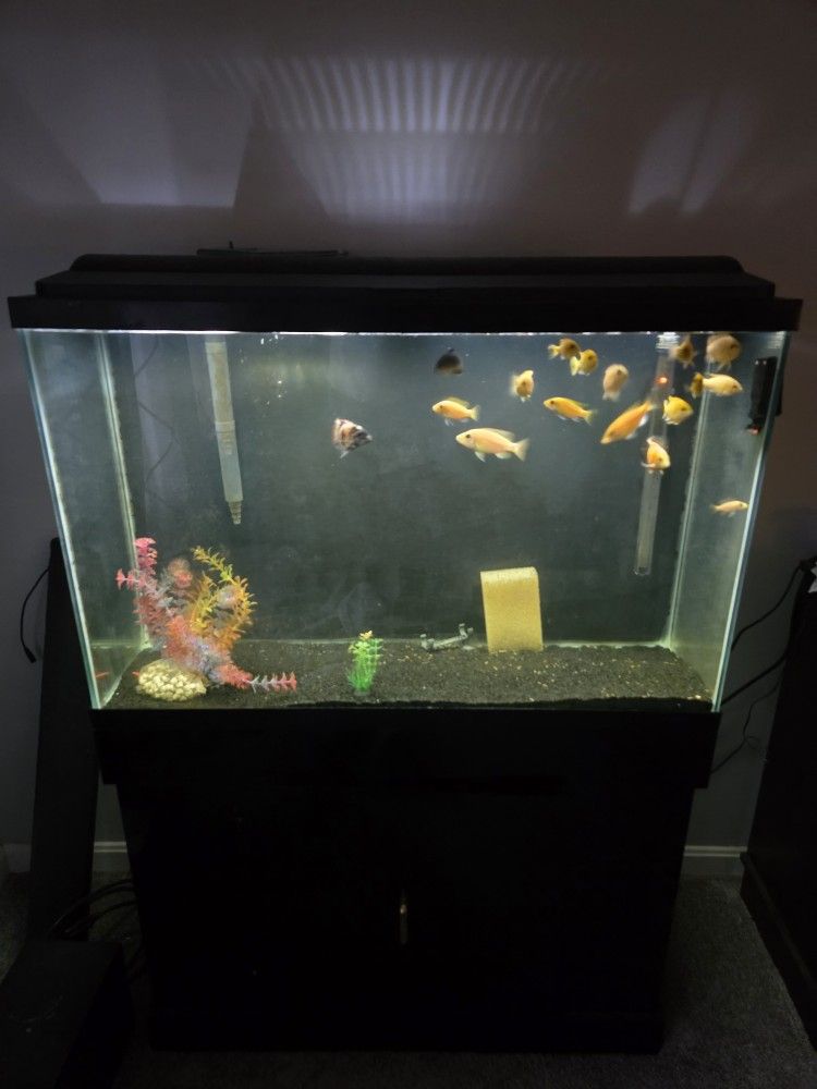45 Gallon AQUARIUM SETUP