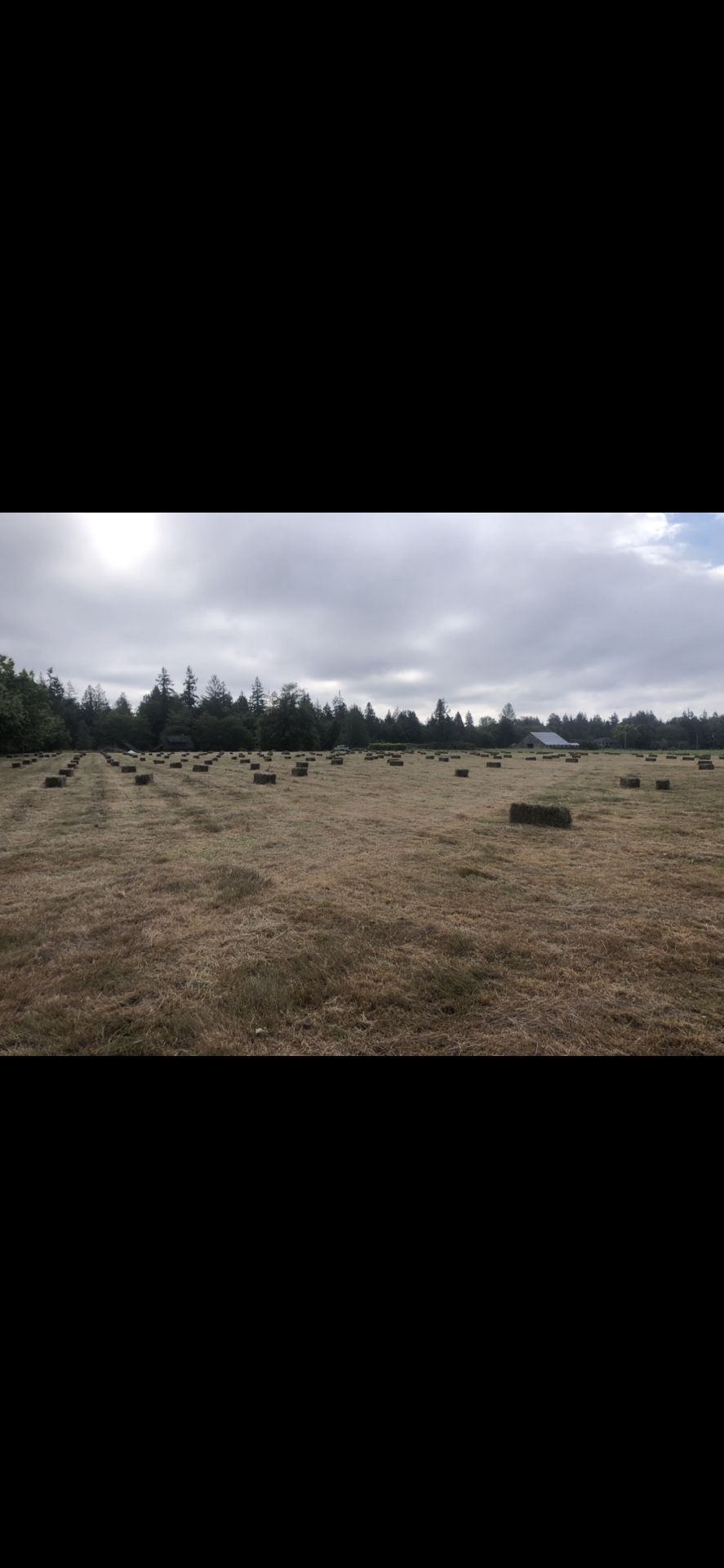 Local Grass Hay