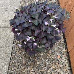 15$ 