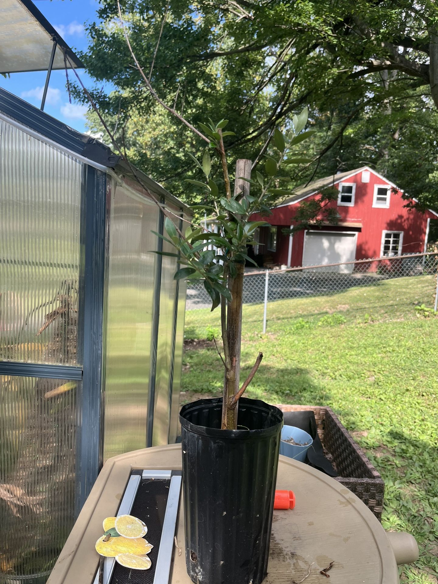 Olive Tree Plant