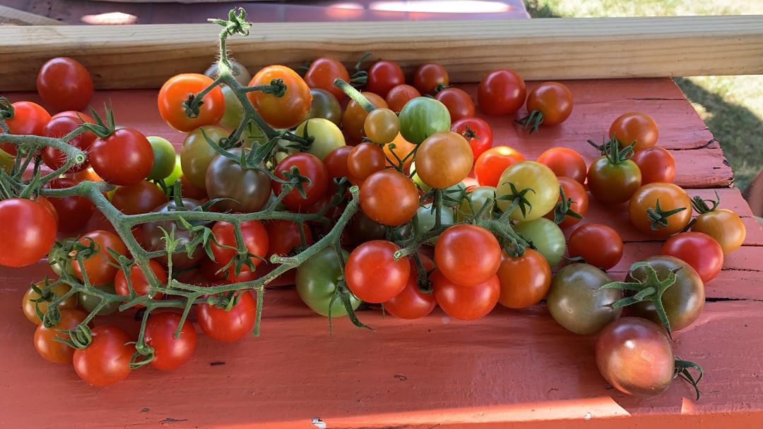 Cherry tomatoes and steak tomatoes fresh off the tree!