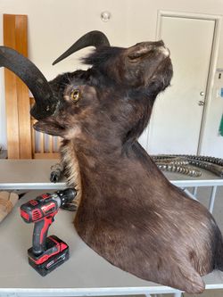 Large African Animal Head Mount