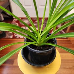 Spider Indoor Plant, Excellent Air Purifier 