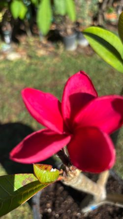 Plumeria roja fuerte