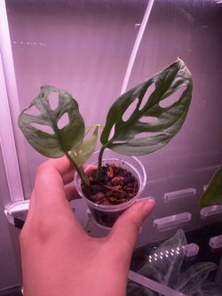MONSTERA ADANSONII 