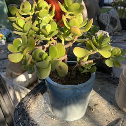 Jade Succulent 