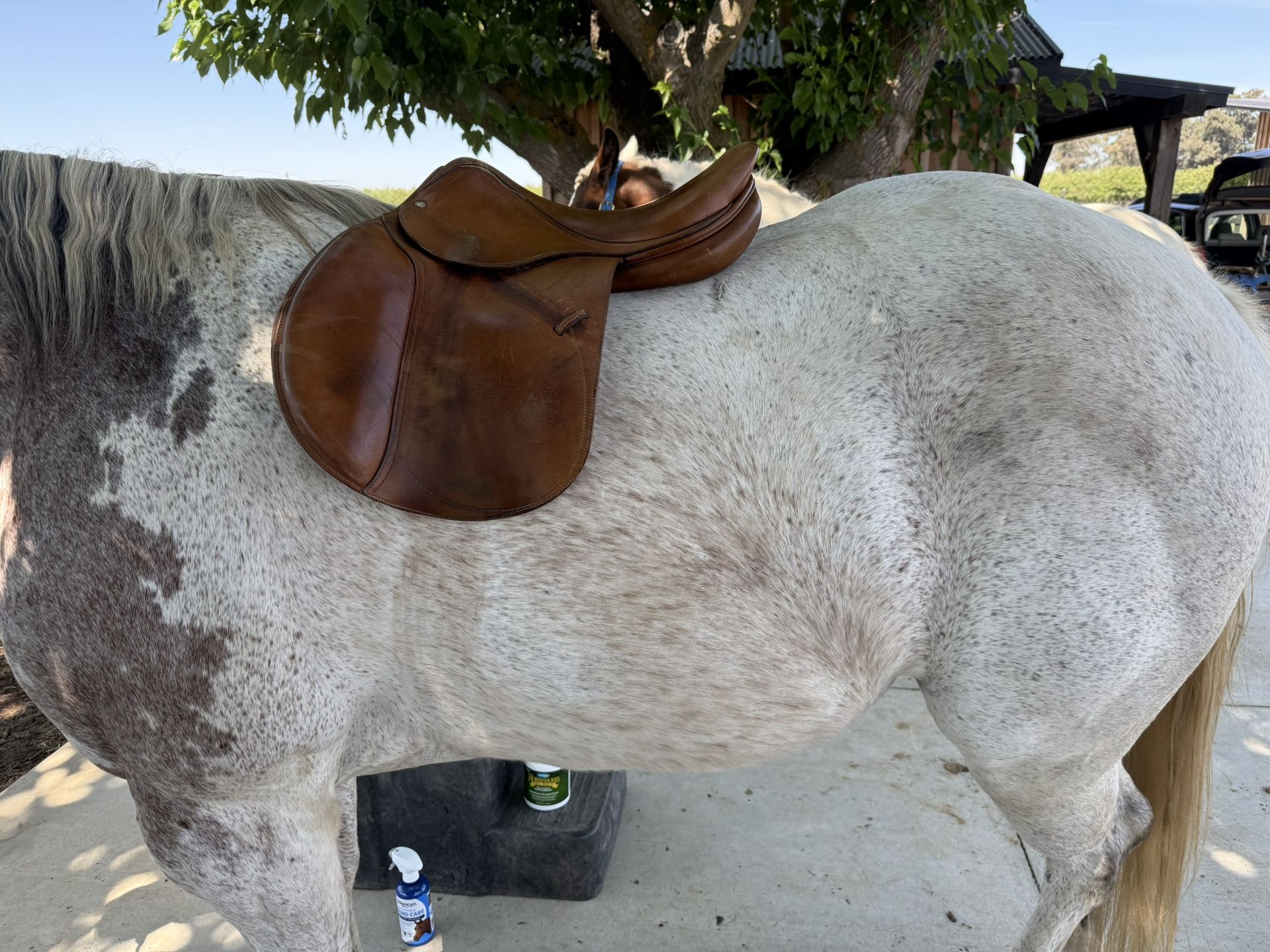 Devoucoux Biarritz Jumping Saddle
