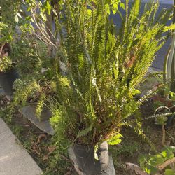 Green Big Plant Fern For Cleaner Air