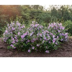 Rose Of Sharon 