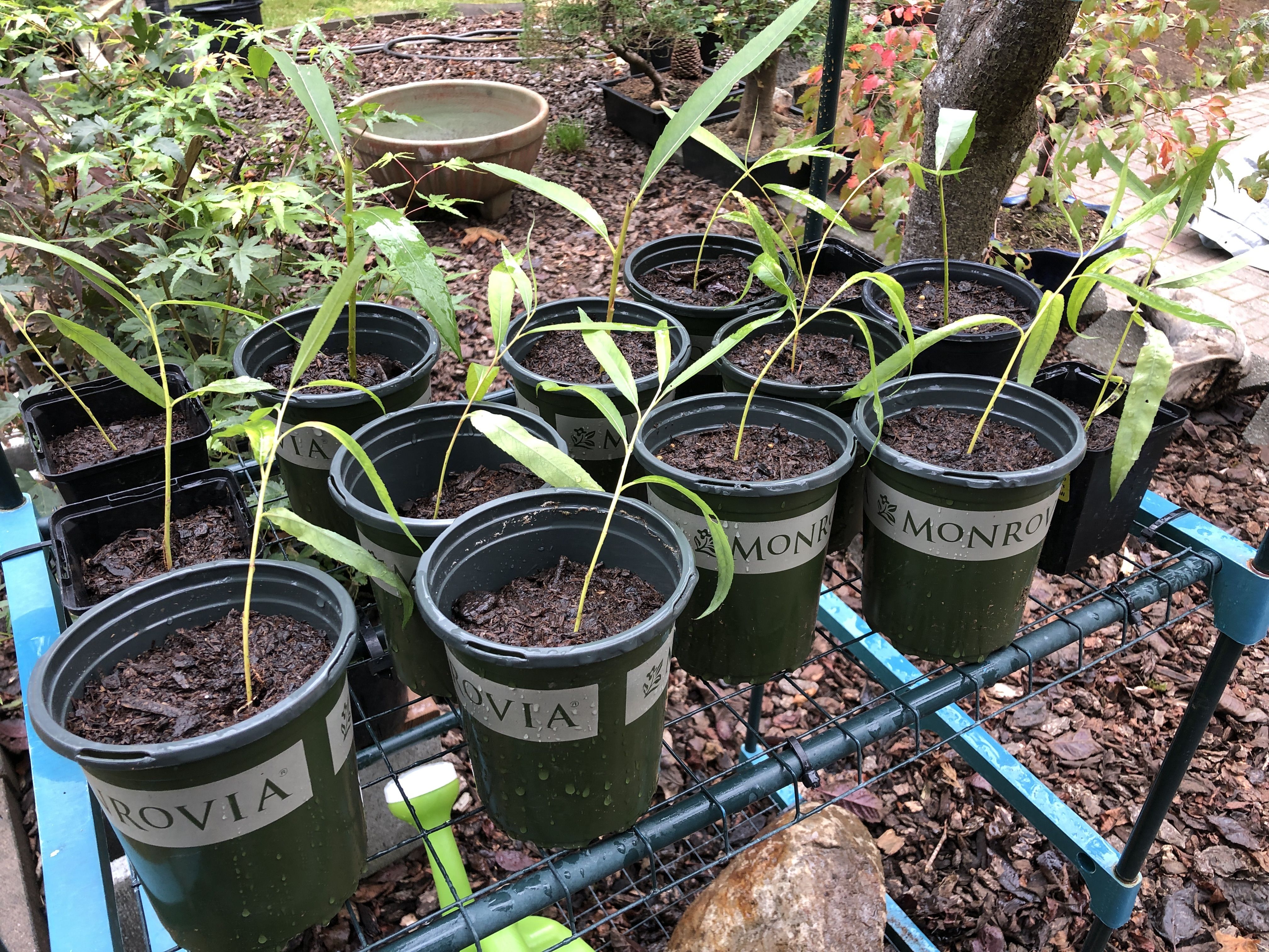 Weeping Willow Cuttings